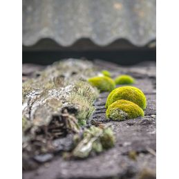 DALEP 3100 : fongicide et hydrofuge