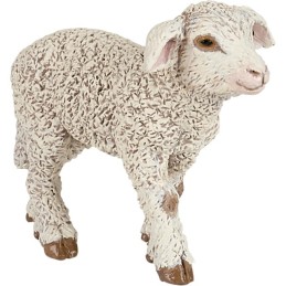 AGNEAU MERINOS